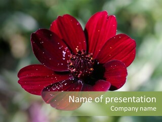 Red Flower Atrosanguineus Asteraceae PowerPoint Template