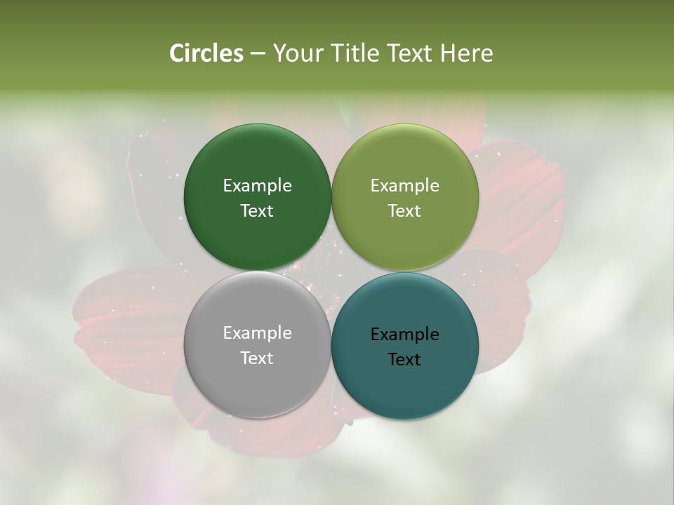 Red Flower Atrosanguineus Asteraceae PowerPoint Template