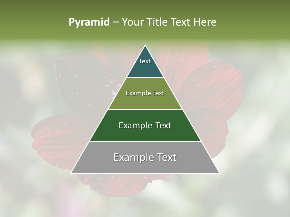 Red Flower Atrosanguineus Asteraceae PowerPoint Template