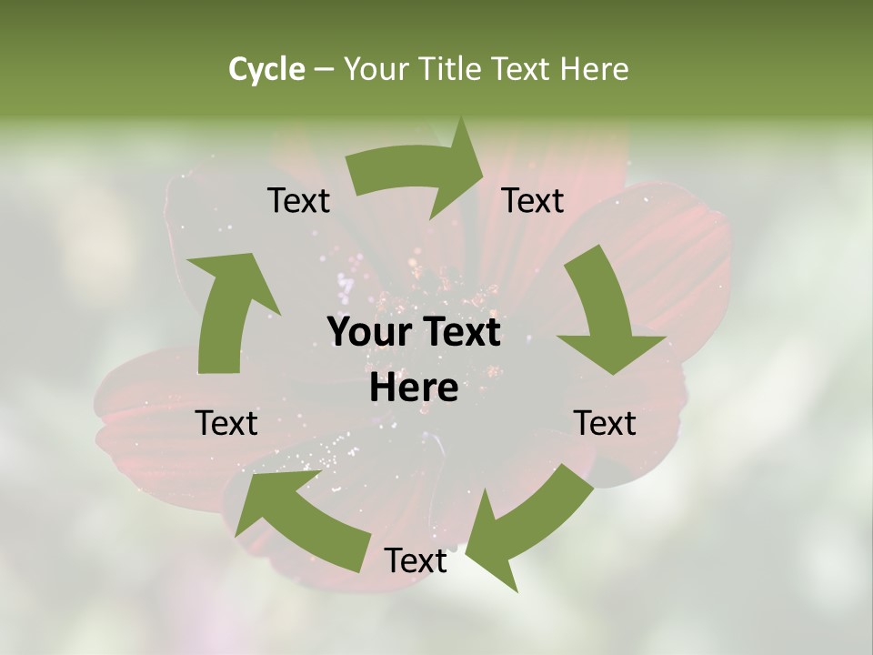 Red Flower Atrosanguineus Asteraceae PowerPoint Template