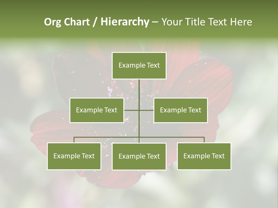 Red Flower Atrosanguineus Asteraceae PowerPoint Template