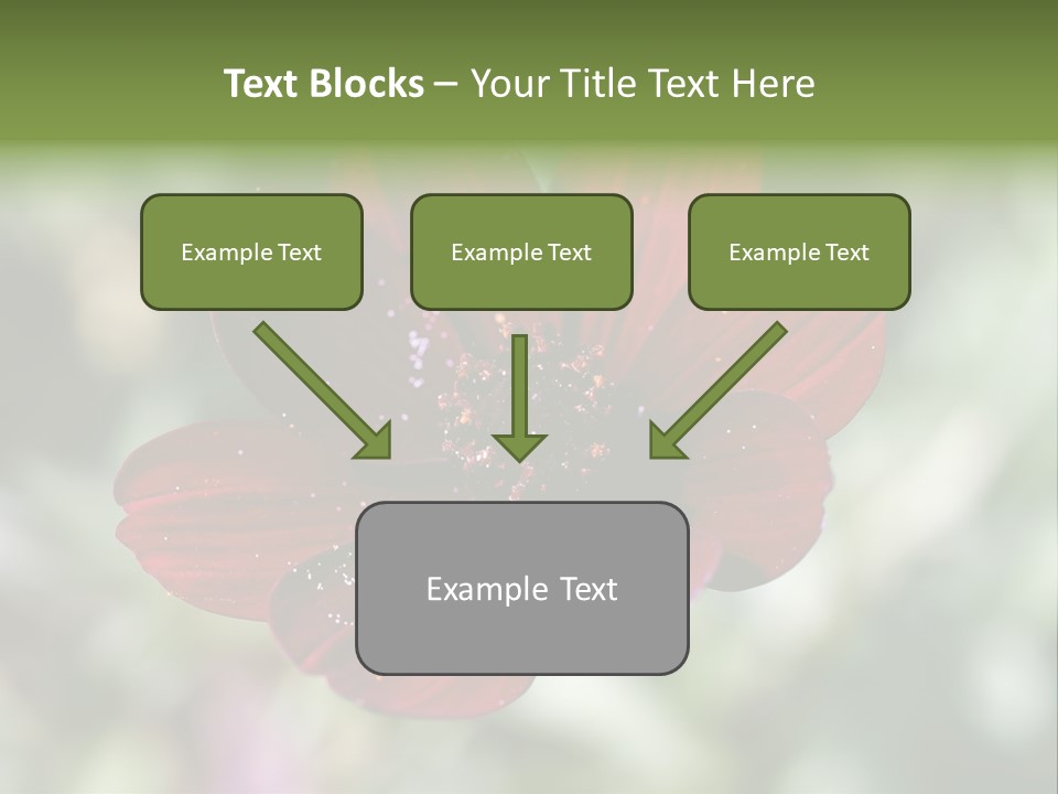 Red Flower Atrosanguineus Asteraceae PowerPoint Template