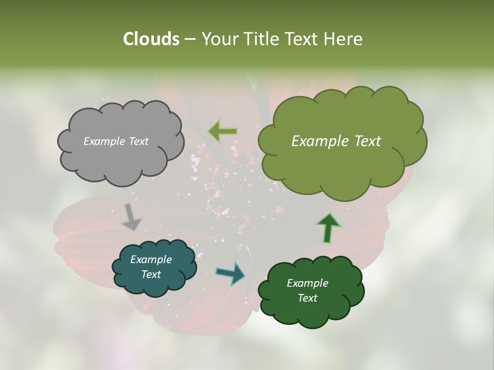 Red Flower Atrosanguineus Asteraceae PowerPoint Template