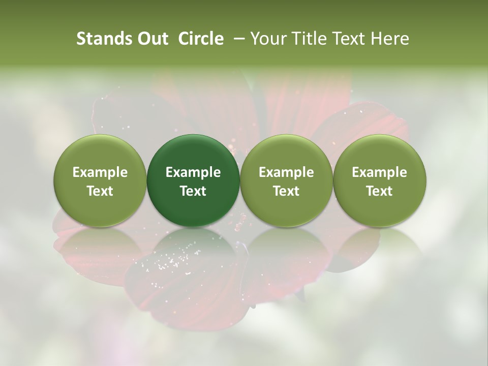 Red Flower Atrosanguineus Asteraceae PowerPoint Template