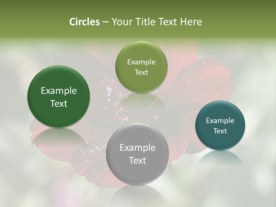 Red Flower Atrosanguineus Asteraceae PowerPoint Template