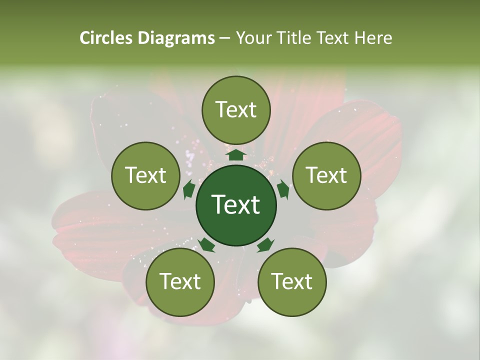 Red Flower Atrosanguineus Asteraceae PowerPoint Template