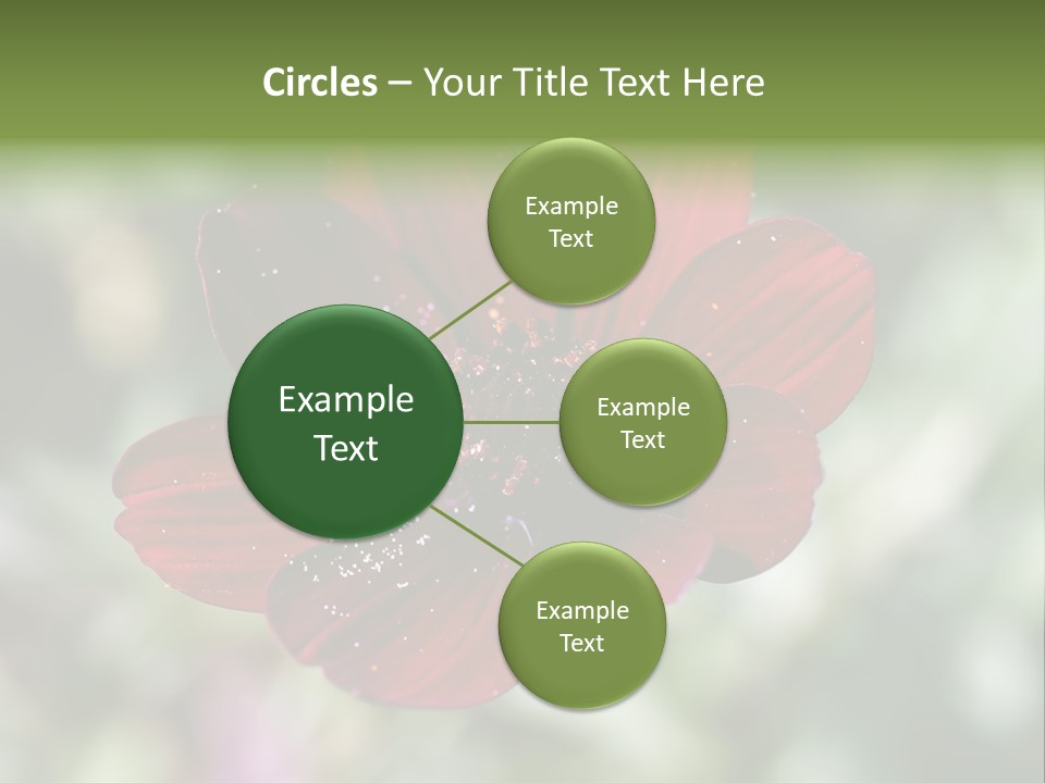 Red Flower Atrosanguineus Asteraceae PowerPoint Template