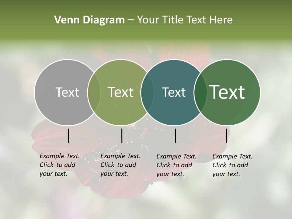 Red Flower Atrosanguineus Asteraceae PowerPoint Template