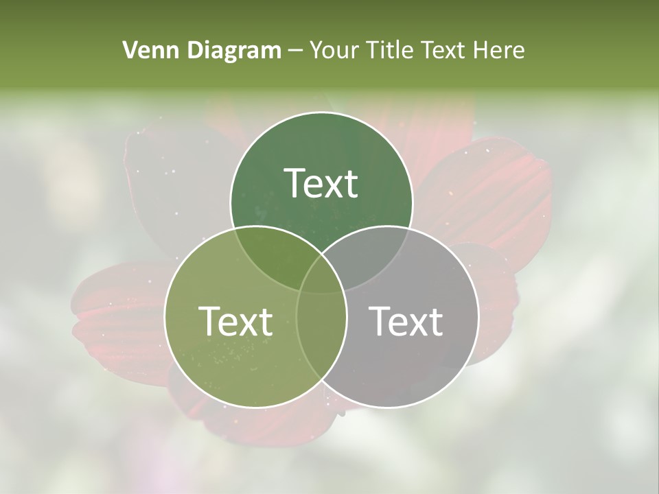 Red Flower Atrosanguineus Asteraceae PowerPoint Template