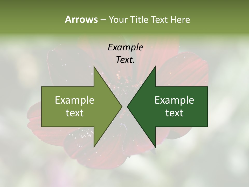 Red Flower Atrosanguineus Asteraceae PowerPoint Template