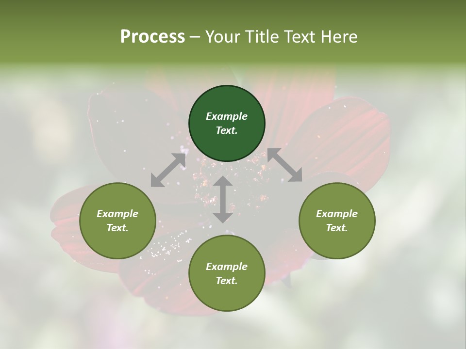 Red Flower Atrosanguineus Asteraceae PowerPoint Template