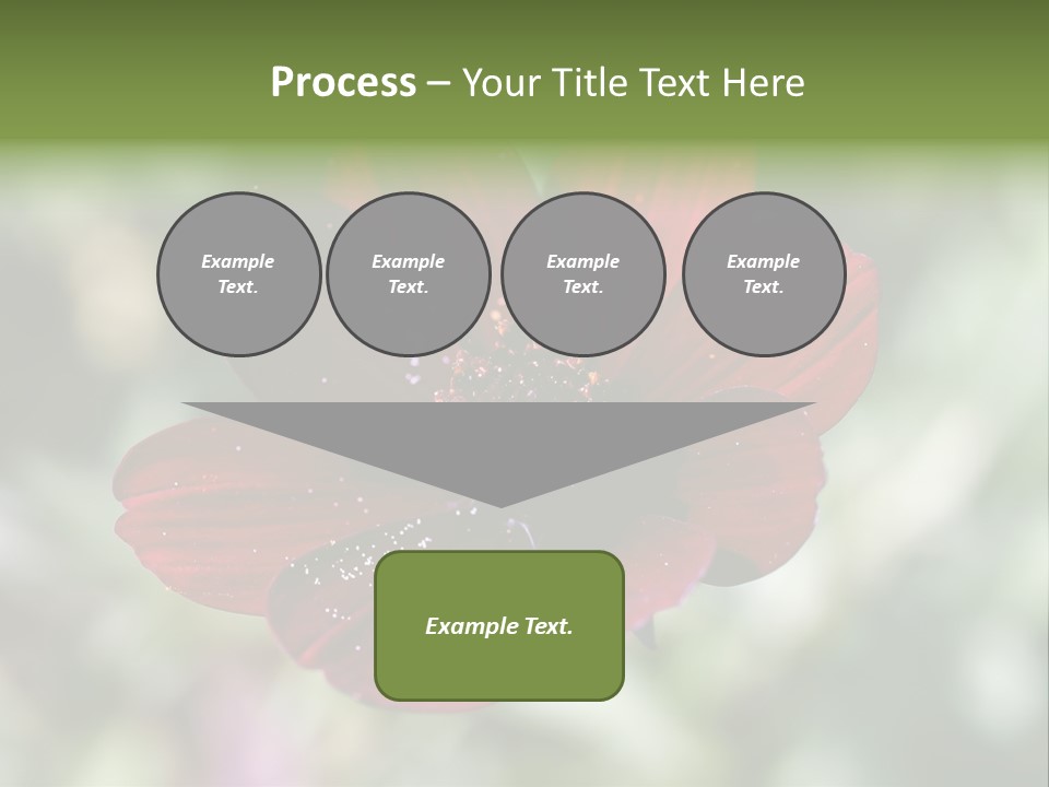 Red Flower Atrosanguineus Asteraceae PowerPoint Template