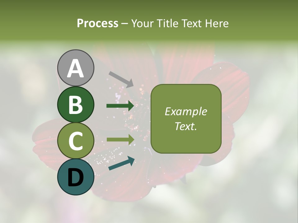 Red Flower Atrosanguineus Asteraceae PowerPoint Template