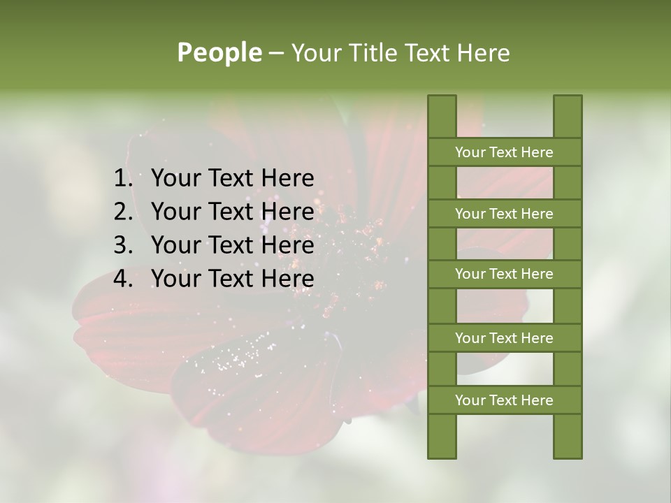 Red Flower Atrosanguineus Asteraceae PowerPoint Template