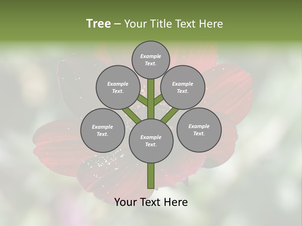 Red Flower Atrosanguineus Asteraceae PowerPoint Template