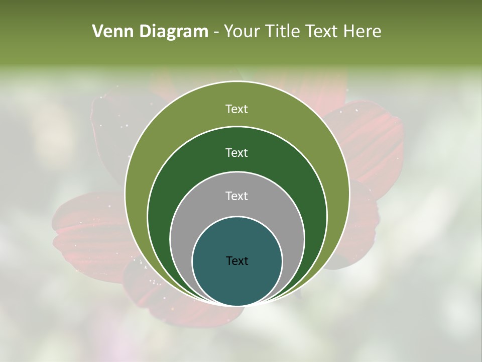 Red Flower Atrosanguineus Asteraceae PowerPoint Template