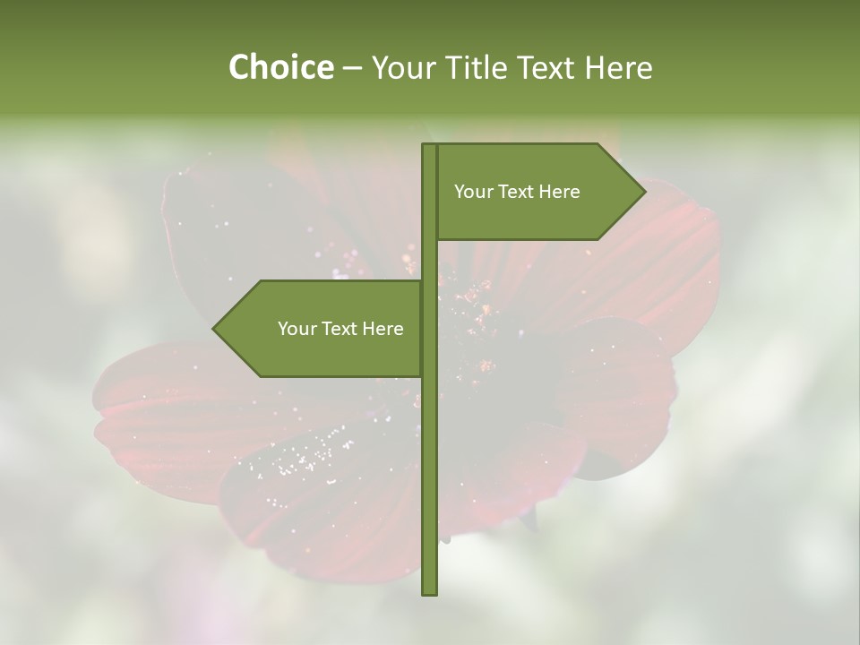 Red Flower Atrosanguineus Asteraceae PowerPoint Template