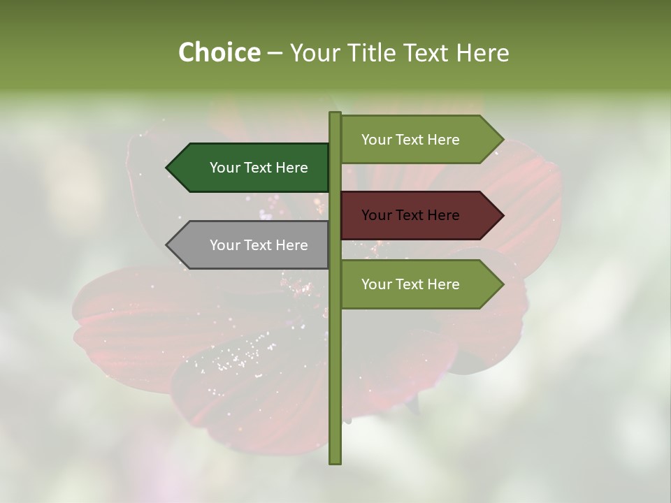 Red Flower Atrosanguineus Asteraceae PowerPoint Template