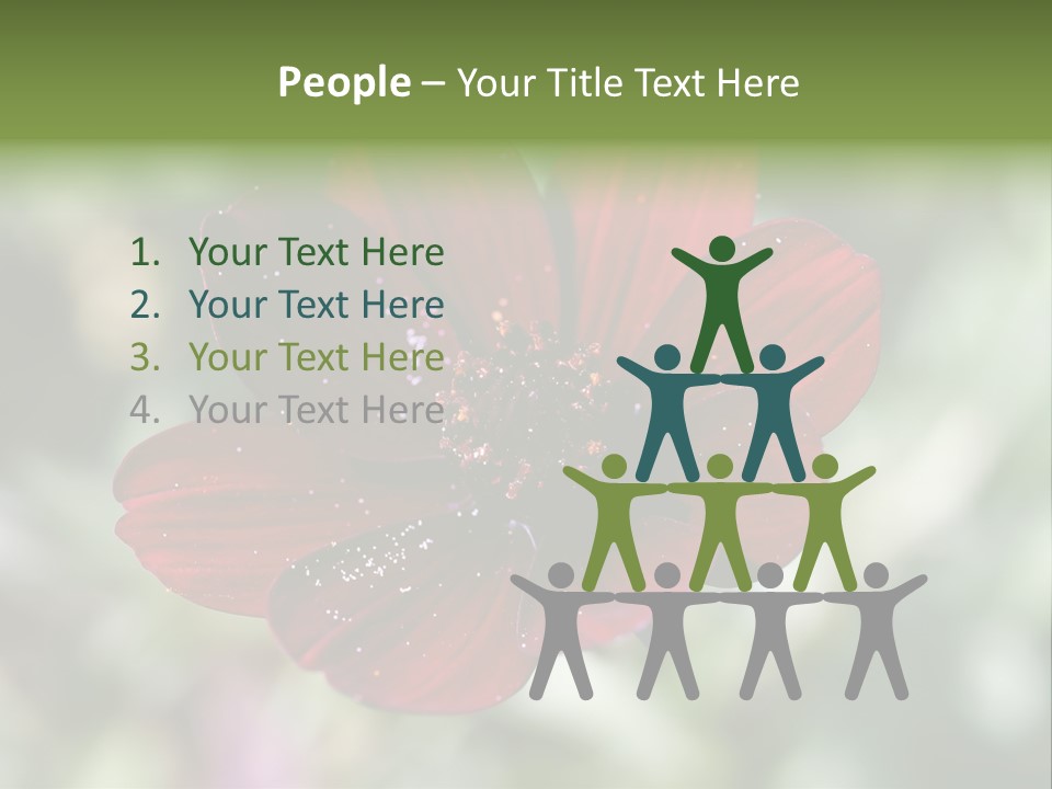 Red Flower Atrosanguineus Asteraceae PowerPoint Template