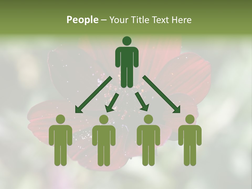 Red Flower Atrosanguineus Asteraceae PowerPoint Template