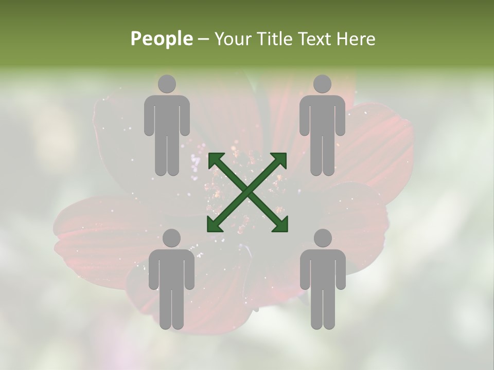 Red Flower Atrosanguineus Asteraceae PowerPoint Template