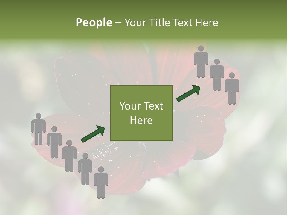 Red Flower Atrosanguineus Asteraceae PowerPoint Template