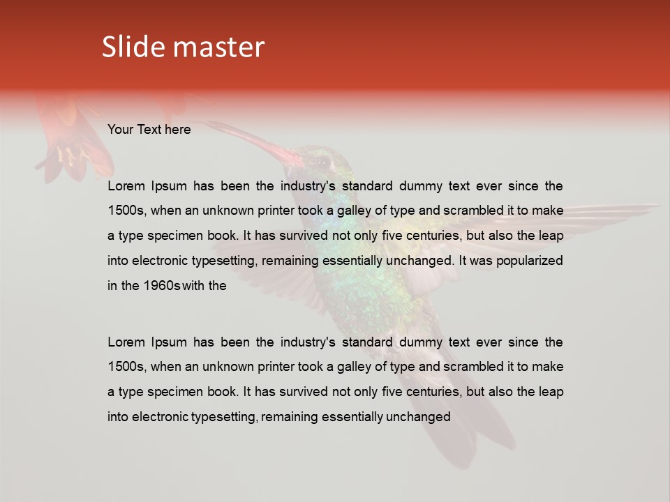 Cynanthus Latirostris Feather Background Cynanthus PowerPoint Template