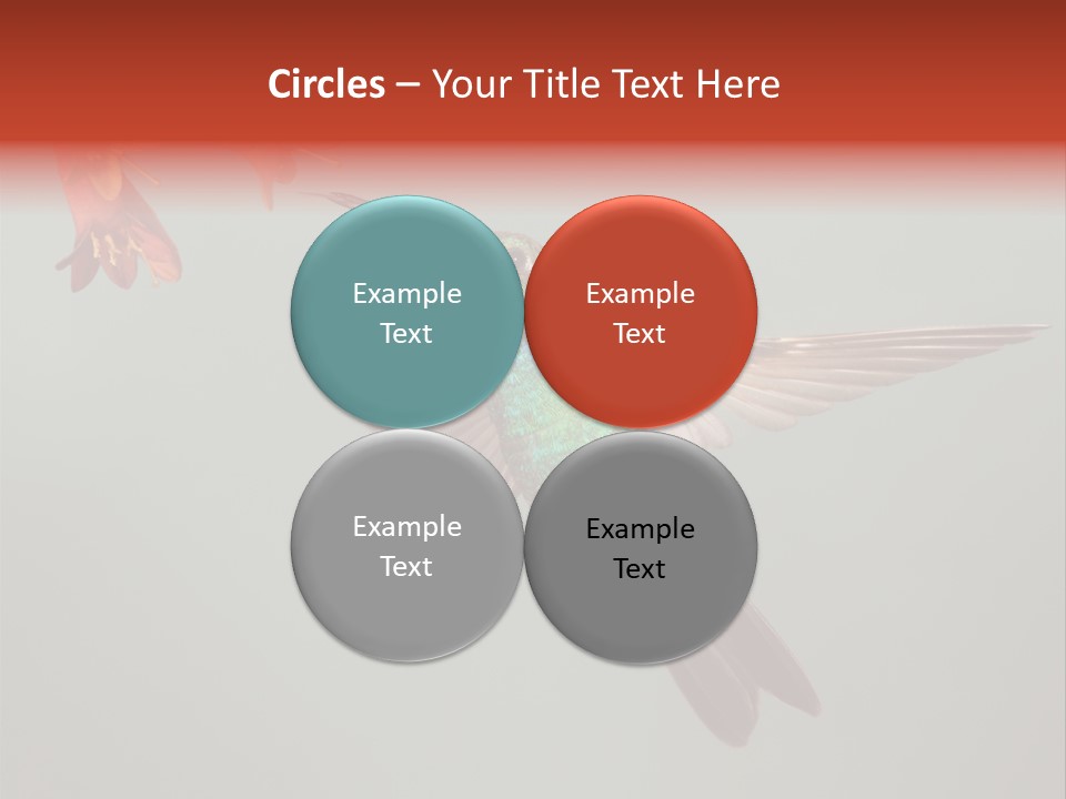 Cynanthus Latirostris Feather Background Cynanthus PowerPoint Template