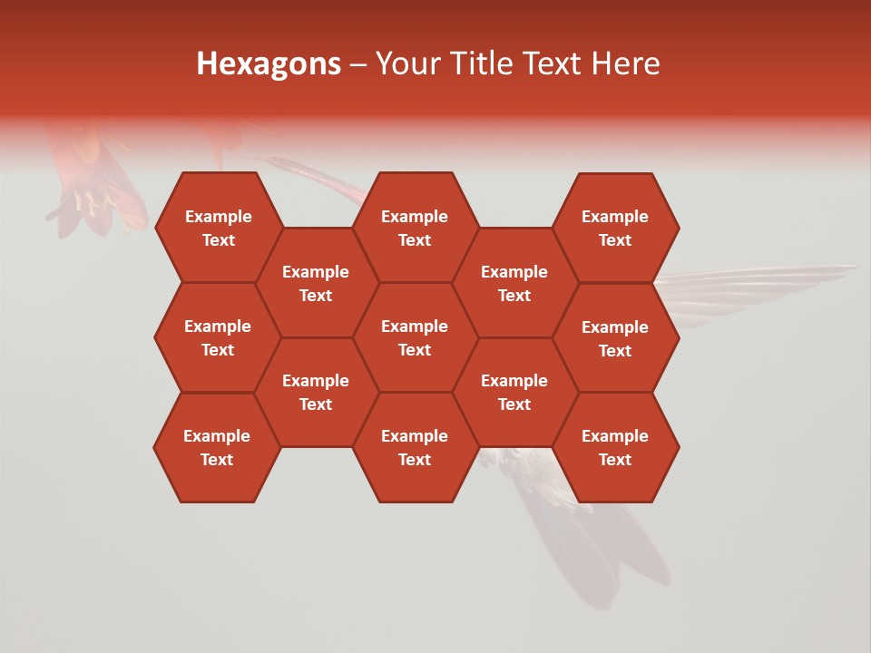 Cynanthus Latirostris Feather Background Cynanthus PowerPoint Template