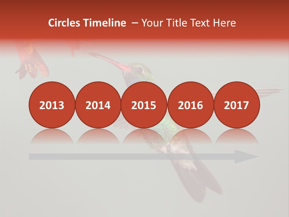 Cynanthus Latirostris Feather Background Cynanthus PowerPoint Template