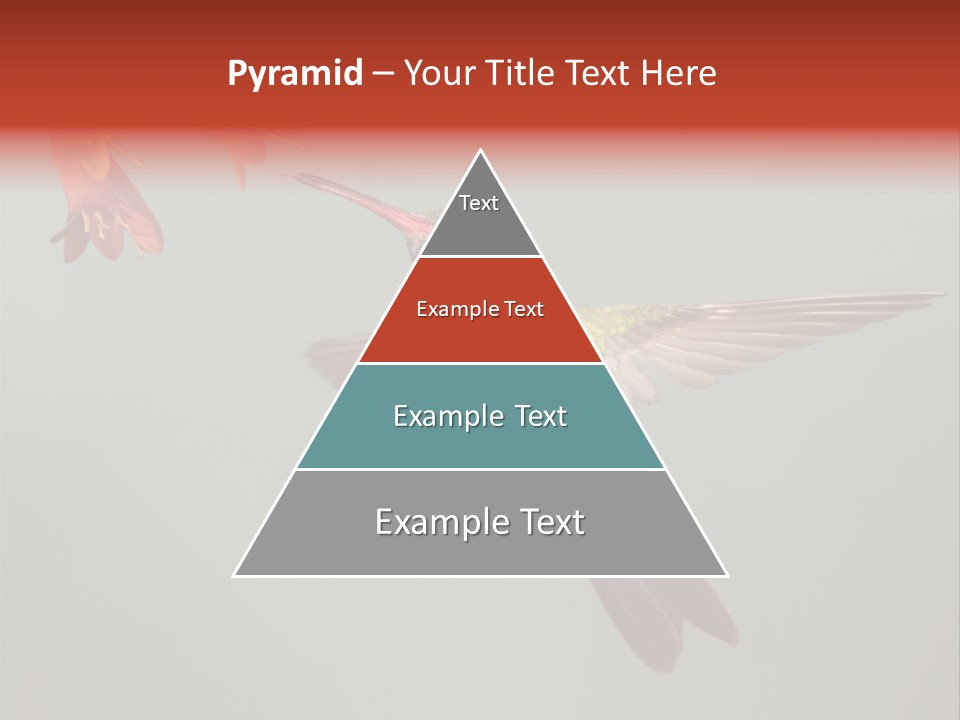 Cynanthus Latirostris Feather Background Cynanthus PowerPoint Template