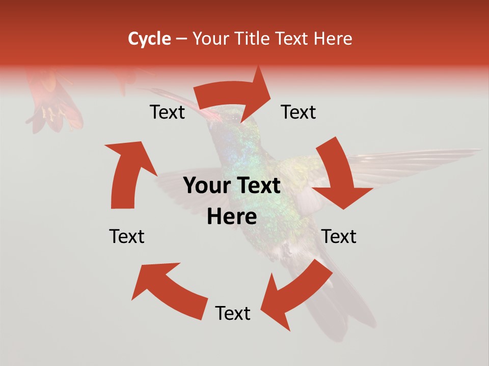 Cynanthus Latirostris Feather Background Cynanthus PowerPoint Template