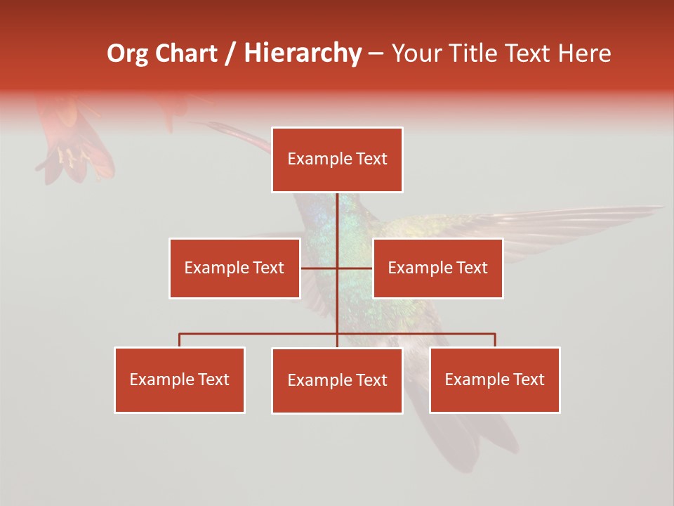 Cynanthus Latirostris Feather Background Cynanthus PowerPoint Template