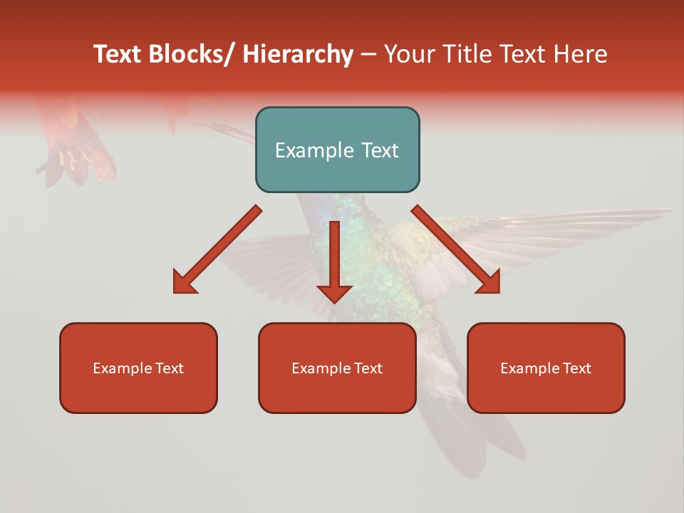 Cynanthus Latirostris Feather Background Cynanthus PowerPoint Template