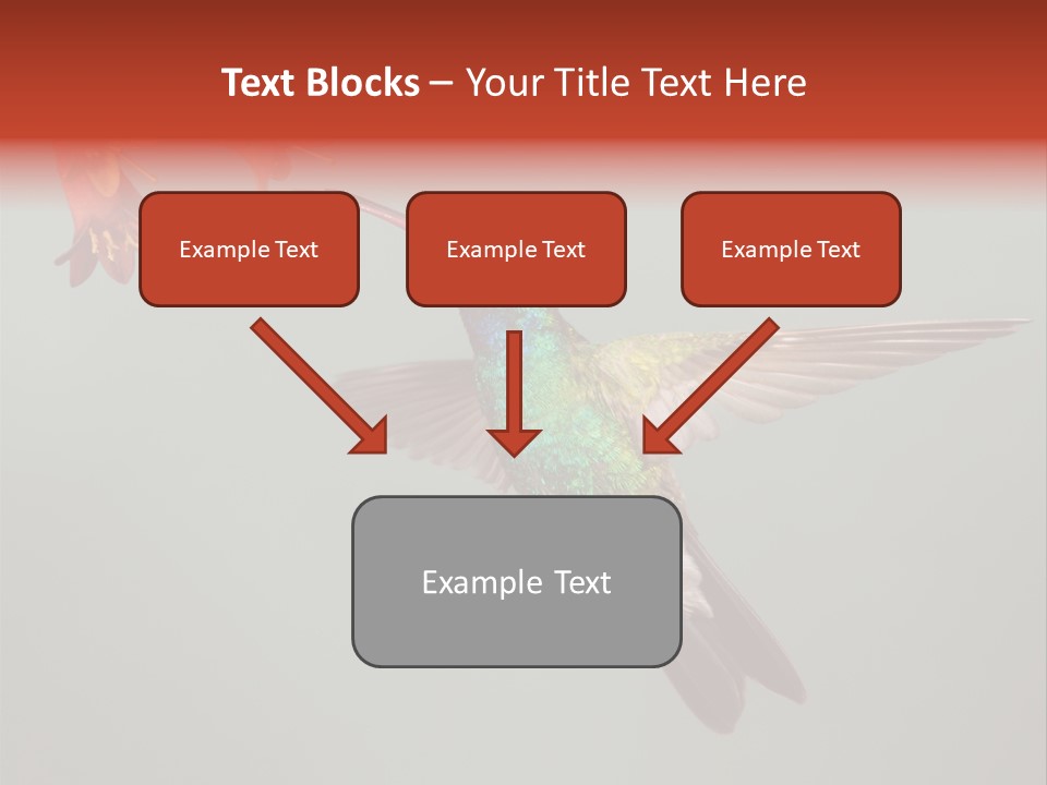 Cynanthus Latirostris Feather Background Cynanthus PowerPoint Template