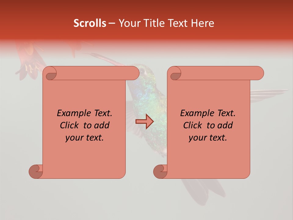 Cynanthus Latirostris Feather Background Cynanthus PowerPoint Template