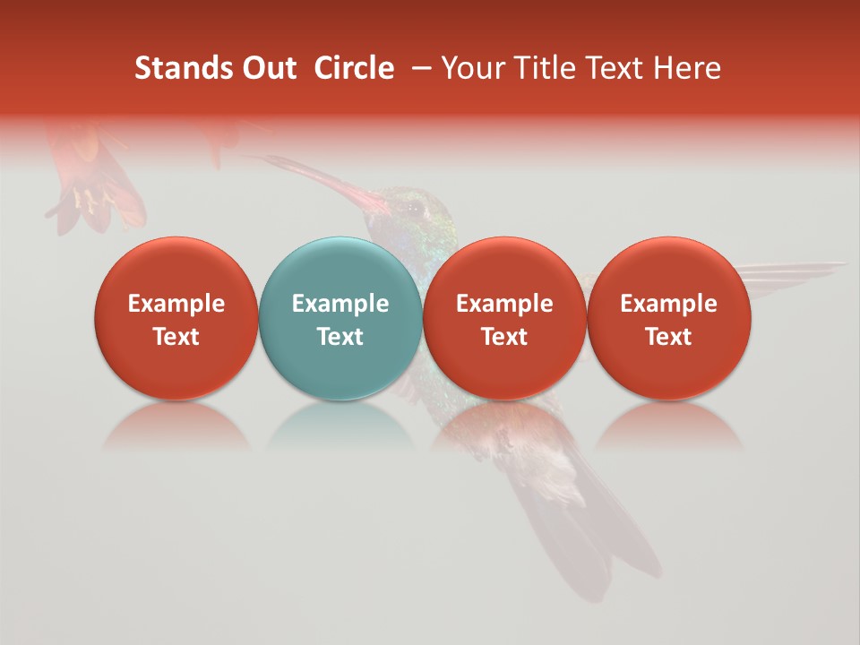 Cynanthus Latirostris Feather Background Cynanthus PowerPoint Template