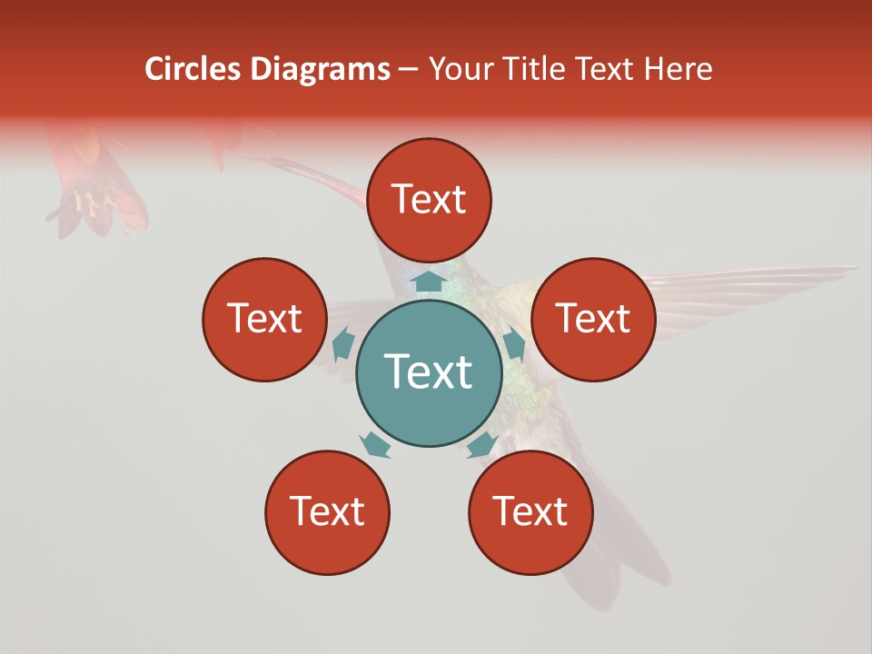 Cynanthus Latirostris Feather Background Cynanthus PowerPoint Template