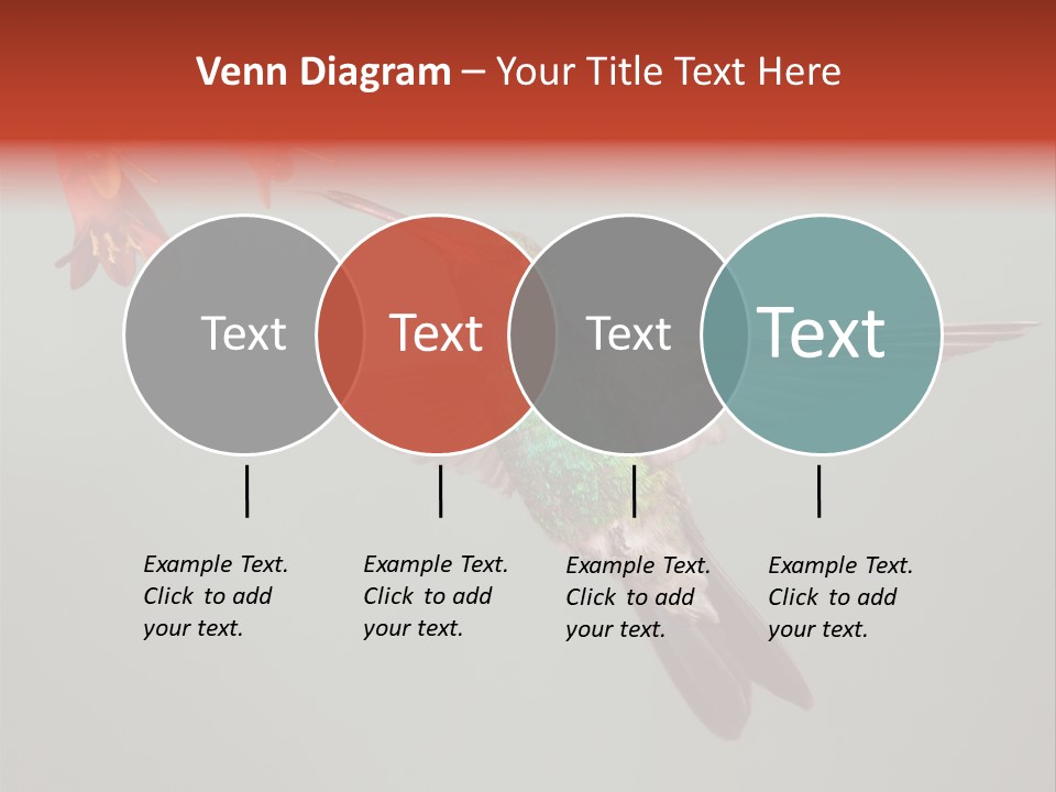 Cynanthus Latirostris Feather Background Cynanthus PowerPoint Template