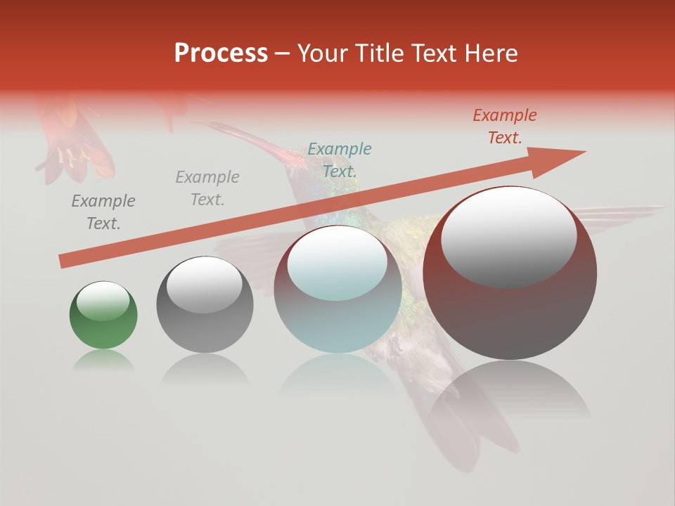 Cynanthus Latirostris Feather Background Cynanthus PowerPoint Template