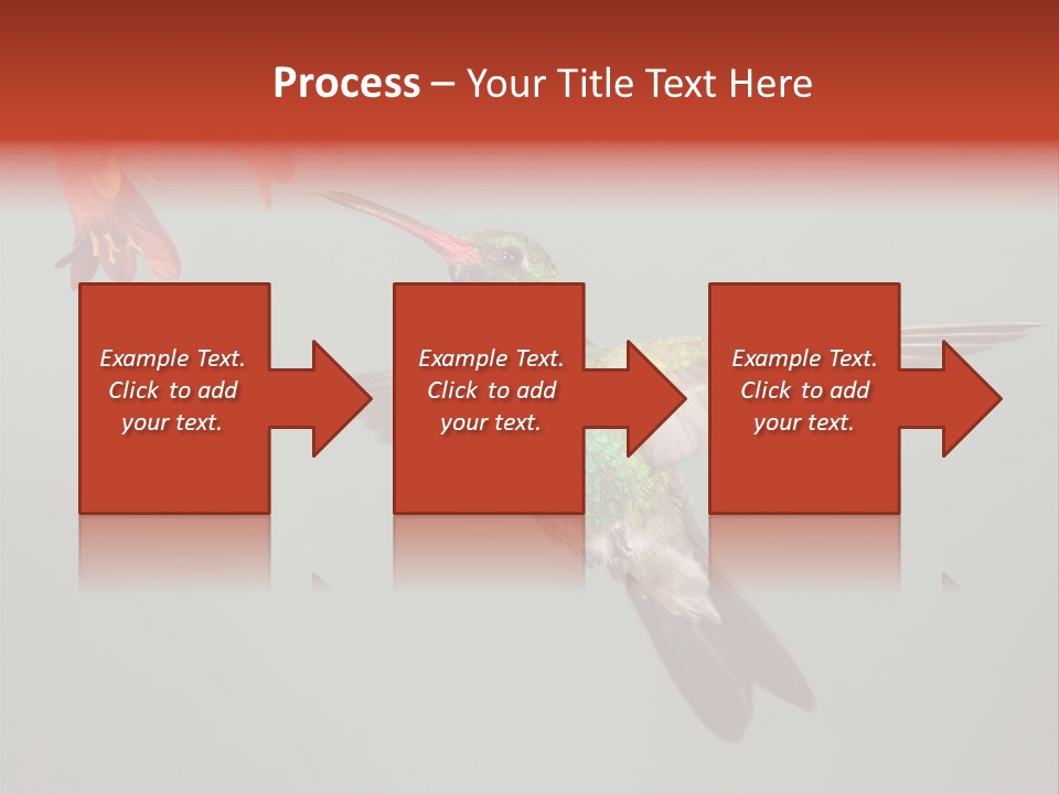 Cynanthus Latirostris Feather Background Cynanthus PowerPoint Template