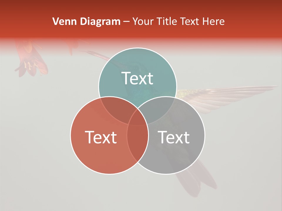 Cynanthus Latirostris Feather Background Cynanthus PowerPoint Template