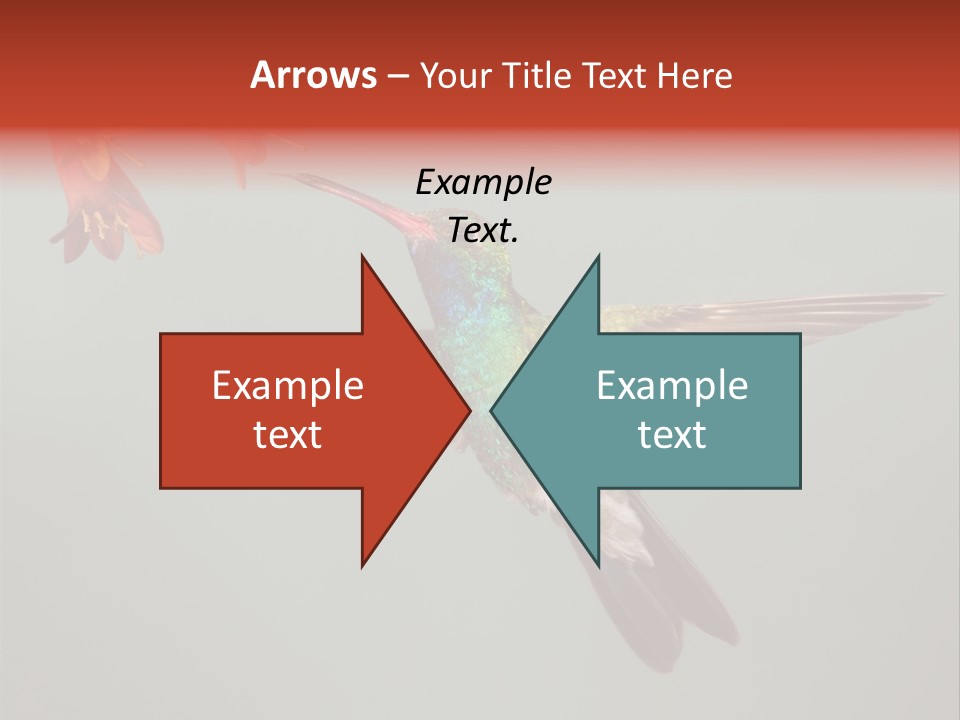 Cynanthus Latirostris Feather Background Cynanthus PowerPoint Template