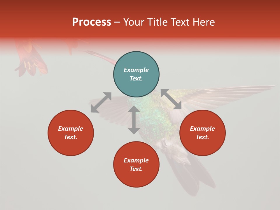 Cynanthus Latirostris Feather Background Cynanthus PowerPoint Template