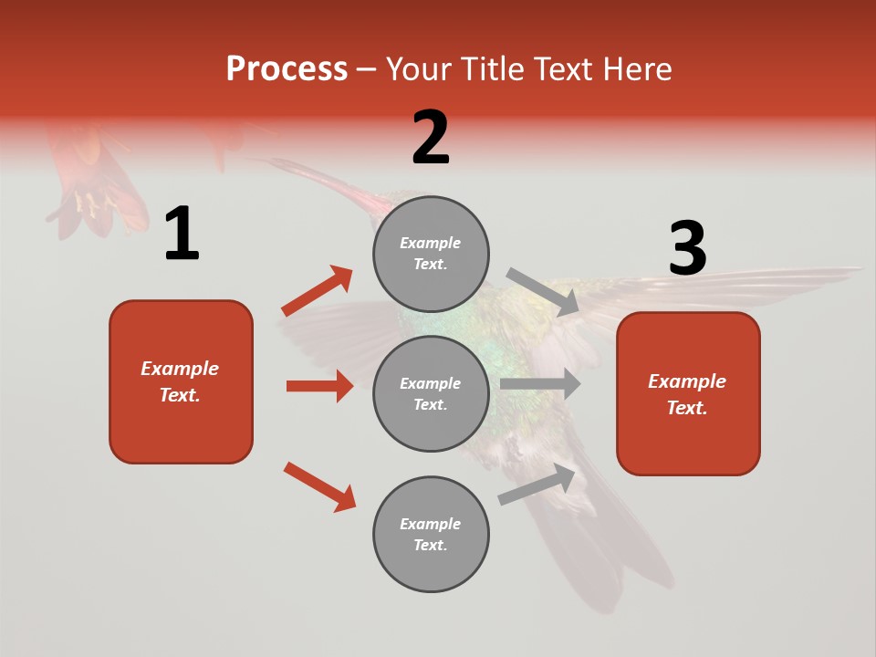 Cynanthus Latirostris Feather Background Cynanthus PowerPoint Template