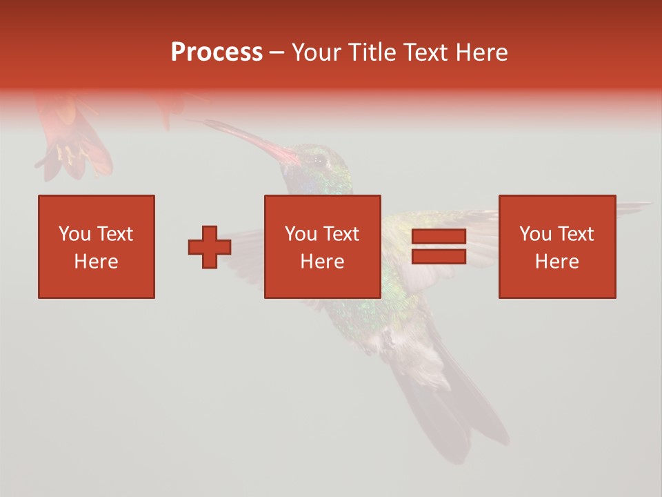 Cynanthus Latirostris Feather Background Cynanthus PowerPoint Template