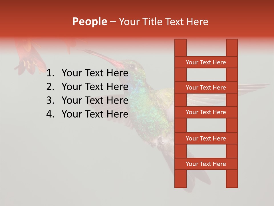 Cynanthus Latirostris Feather Background Cynanthus PowerPoint Template