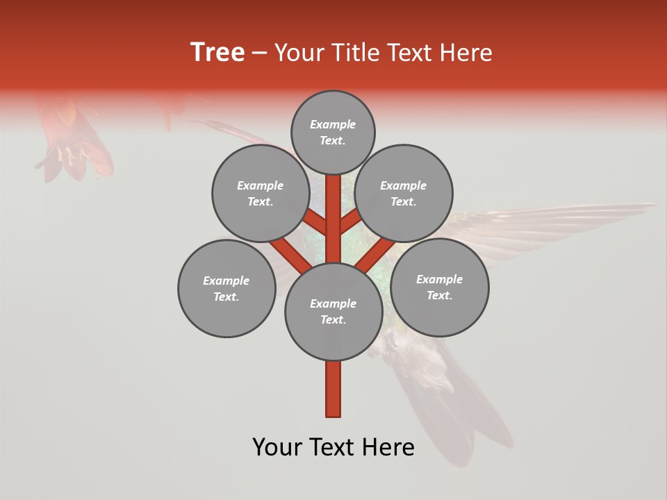 Cynanthus Latirostris Feather Background Cynanthus PowerPoint Template