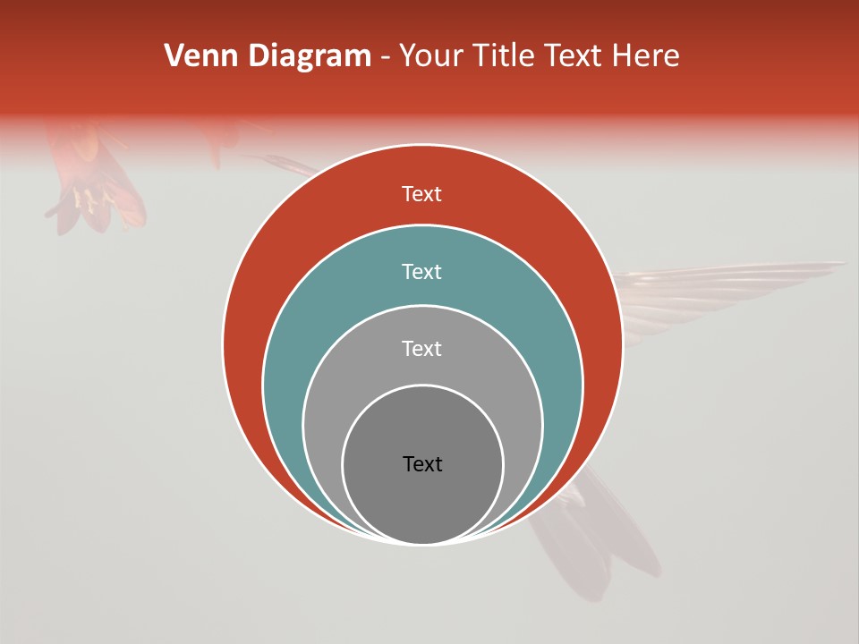 Cynanthus Latirostris Feather Background Cynanthus PowerPoint Template