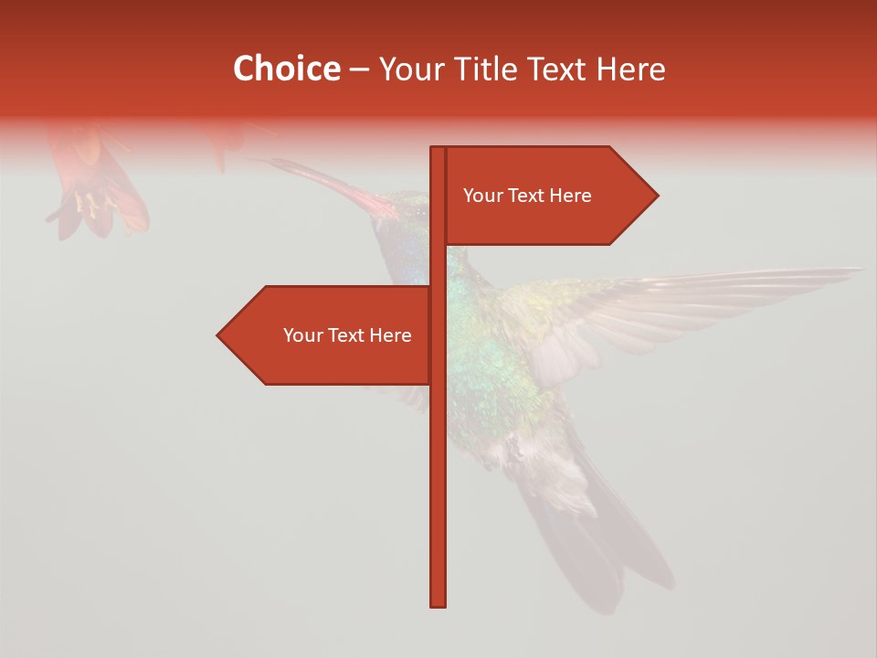 Cynanthus Latirostris Feather Background Cynanthus PowerPoint Template